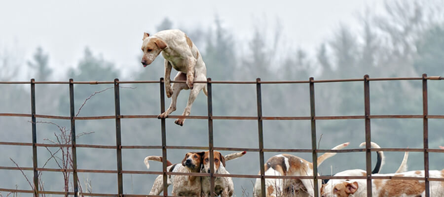 How to Prevent Your Dog from Escaping the Yard